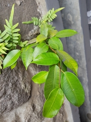 Ficus