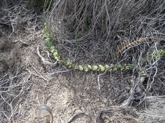 Hakea prostrata