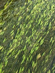 Potamogeton octandrus