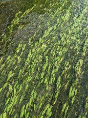 Potamogeton octandrus