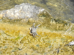 Hemigrapsus oregonensis