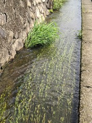 Potamogeton octandrus