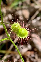 Drosera planchonii