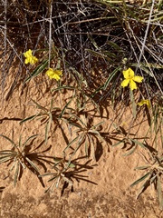 Goodenia willisiana