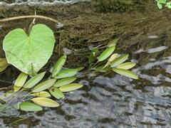 Potamogeton octandrus