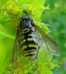 Chrysotoxum cautum