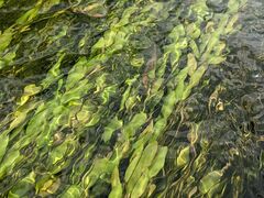 Potamogeton octandrus