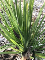 Patersonia occidentalis