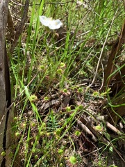 Drosera planchonii
