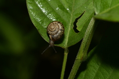 Helicinae