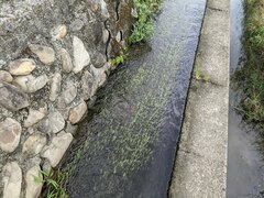 Potamogeton octandrus