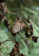 Pseudeustrotia semialba