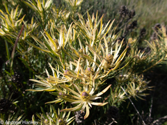 Leucadendron lanigerum lanigerum
