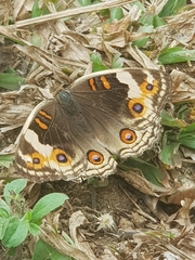 Junonia orithya