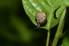 Helicinae