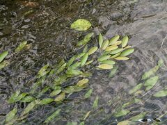 Potamogeton octandrus