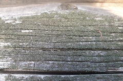 Chaenotheca phaeocephala