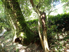 Lagerstroemia subcostata