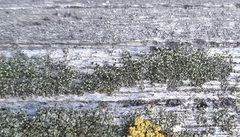 Chaenotheca phaeocephala