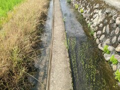 Potamogeton octandrus