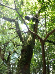 Lagerstroemia subcostata