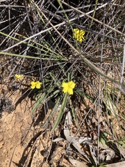 Goodenia willisiana