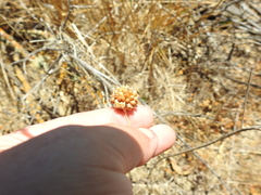 Allium vineale
