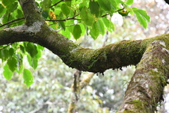 Thrixspermum formosanum