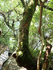 Lagerstroemia subcostata