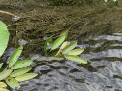 Potamogeton octandrus