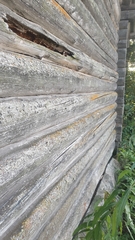 Chaenotheca phaeocephala