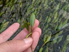 Potamogeton octandrus