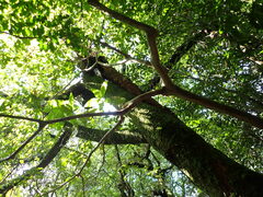 Lagerstroemia subcostata