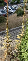 Verbascum thapsus