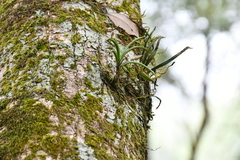 Thrixspermum formosanum