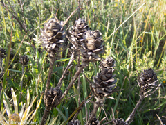 Leucadendron lanigerum lanigerum