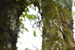 Thrixspermum formosanum