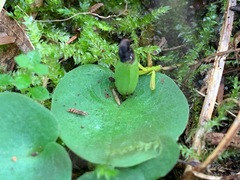 Corybas