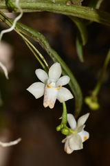 Thrixspermum formosanum
