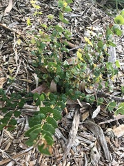 Platylobium obtusangulum