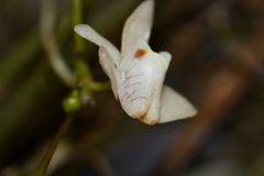 Thrixspermum formosanum