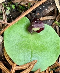 Corybas incurvus