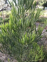 Acacia suaveolens