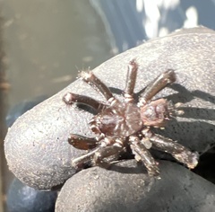 Antrodiaetus pacificus