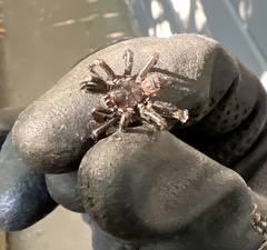 Antrodiaetus pacificus