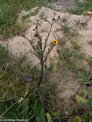 Osteospermum monstrosum