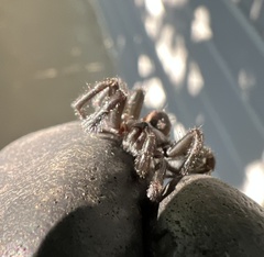 Antrodiaetus pacificus