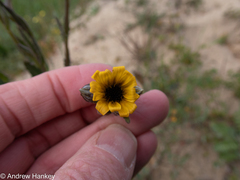 Osteospermum monstrosum