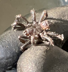 Antrodiaetus pacificus