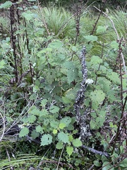 Urtica thunbergiana